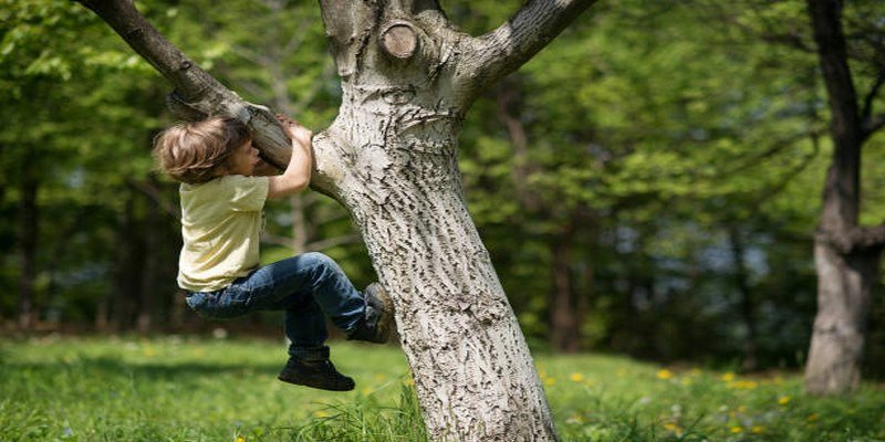 Mơ thấy trèo cây hái quả có thể do bạn áp lực và căng thẳng